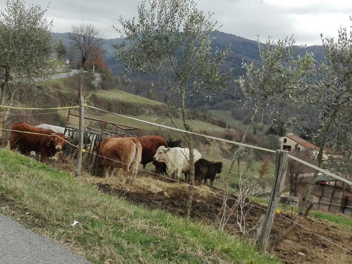 Fattoria Di Cintoia Villa Pontassieve Eksteriør billede